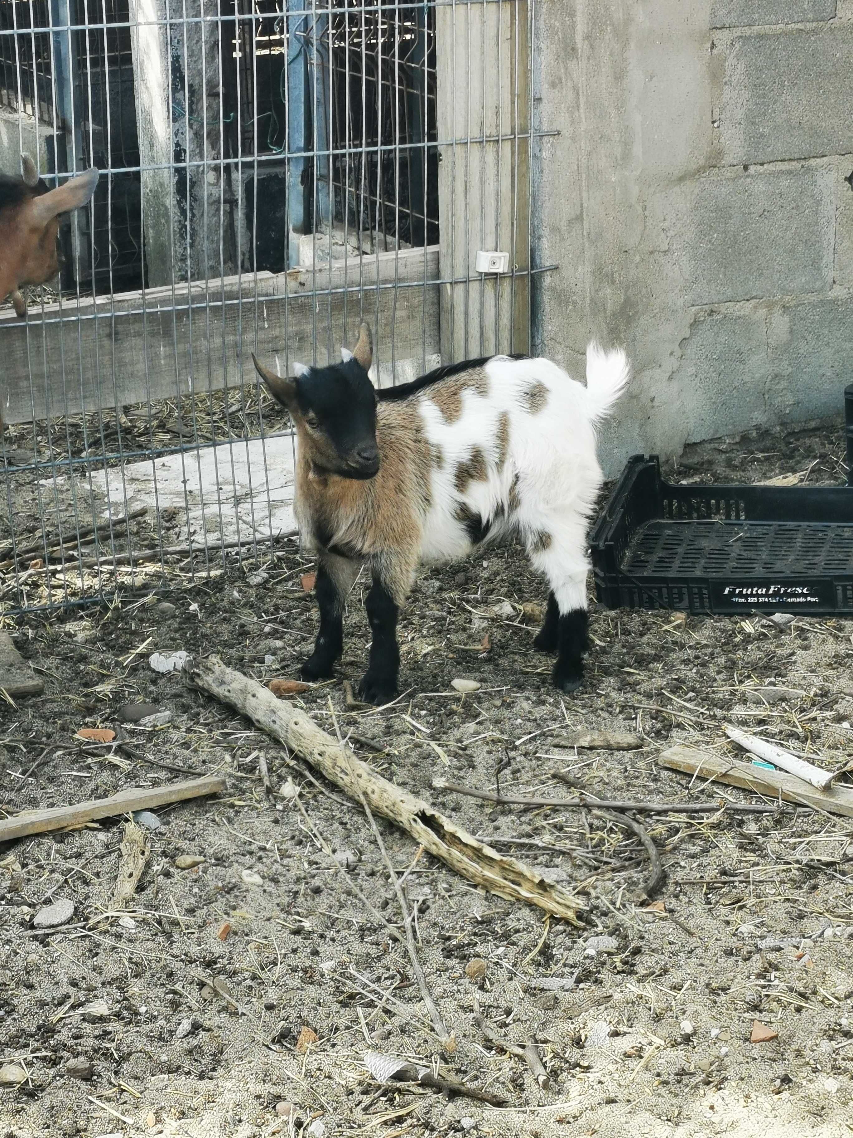 Cabrito Anão 3 meses