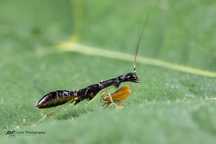 Modliszka mrówka Odontomantis sp. Malezja L3