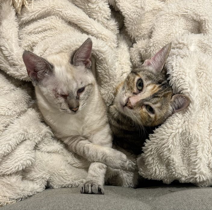 Duas gatas para adoção conjunta