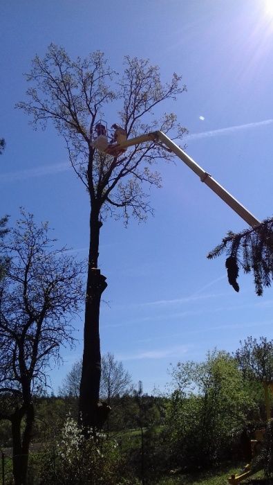 Wycinka drzew metodą alpinistyczną, podnośnik koszowy 21m-wynajem