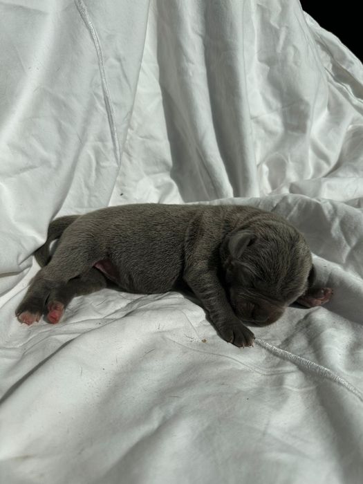 Niebieski Szczeniak Cane Corso szczeniaczek mocni rodzice, rodowód