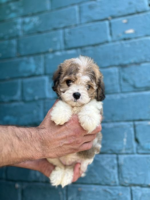 Гарнюнi цуценята Кавапу