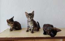 GATINHOS ADORÁVEIS À PROCURA DE UM LAR!