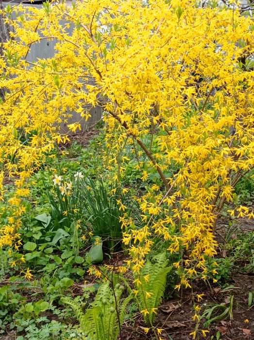 Декоративные кустарники