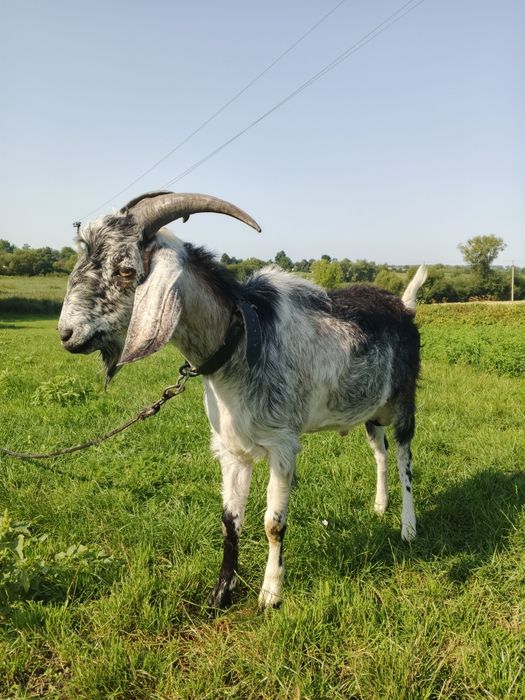 В'язка кіз козликом Акція!!! 1-700 3-600