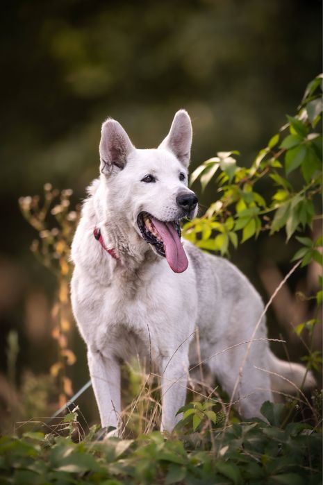 Dasti pilnie szuka domu