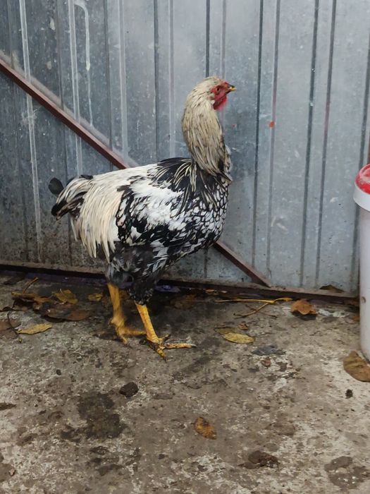 Kogut, młode koguty wayendotty