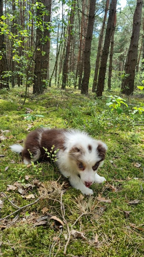 Border Collie piesek czekoladowy tricolor badania