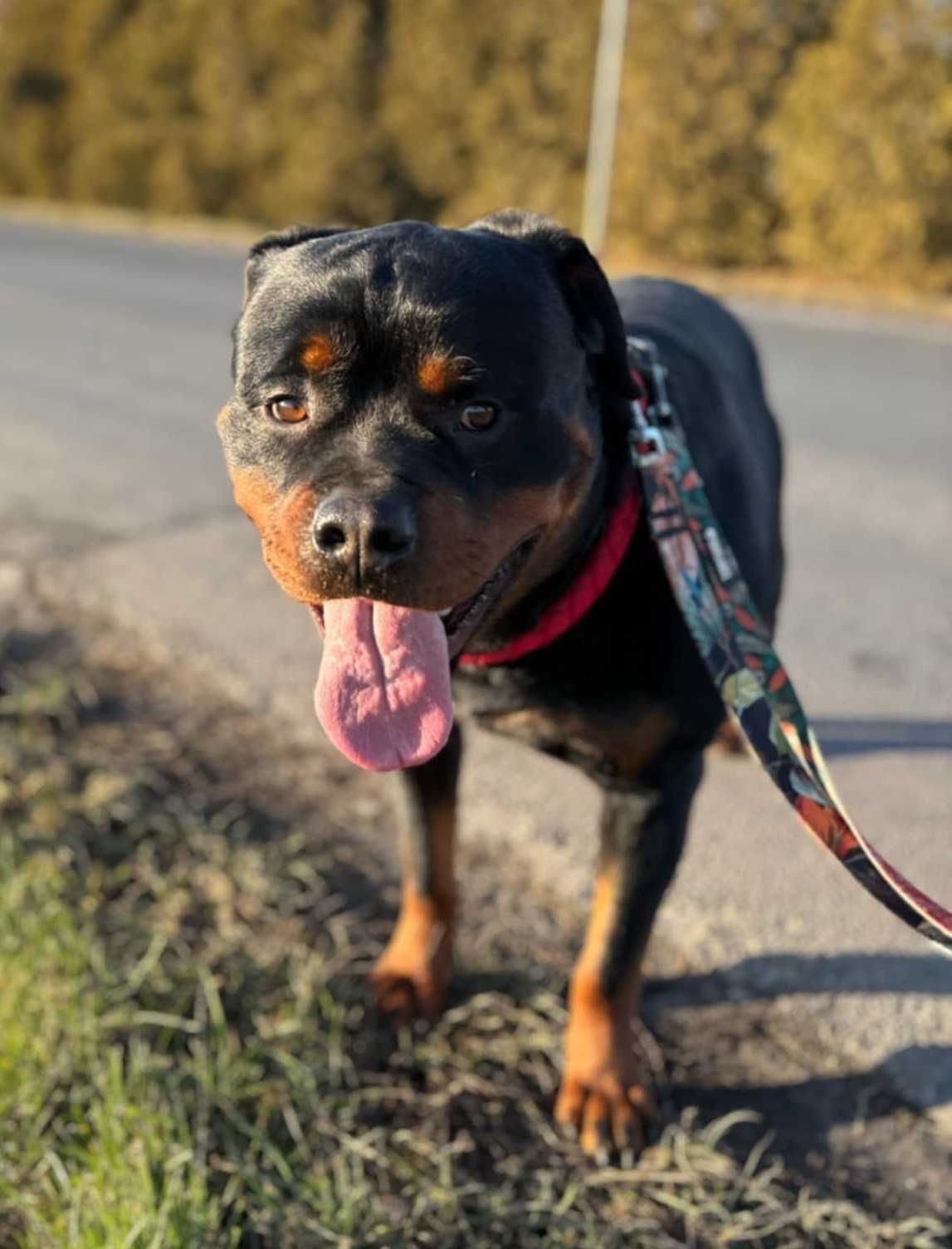 Cooper w typie rottweiler młodziak, typowy przedstawiciel swojej rasy