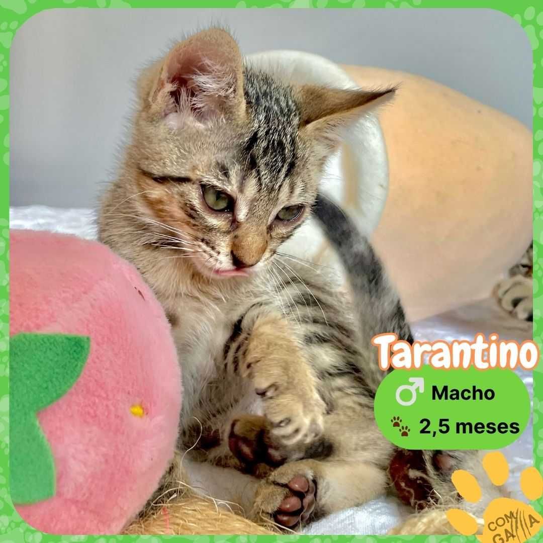 Gtinhos para adoção