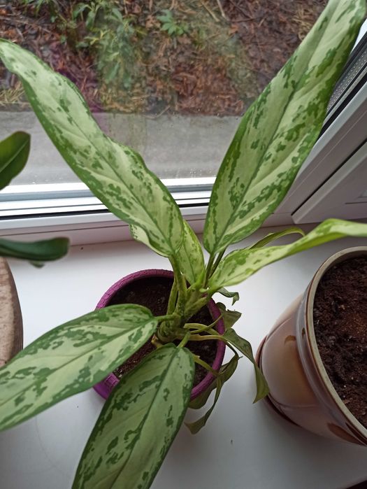 Комнатный цветок адениум диффенбахия фикус аглоанема сингониум пальма