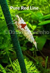 Camarões Ornamentais de aquário Caridina Cantonensis logemanni