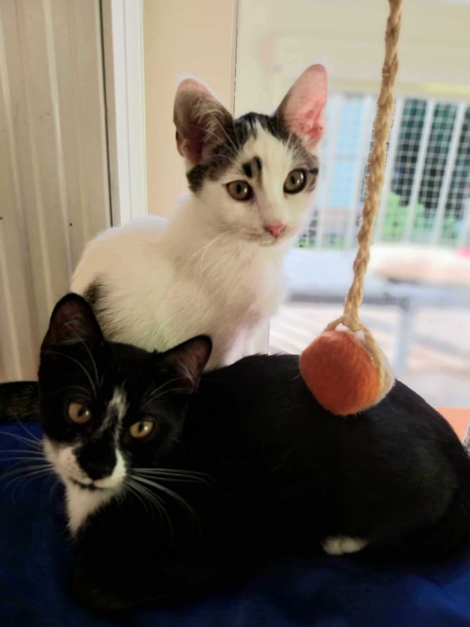 Dwa cudne kotki szukają wspólnego domu