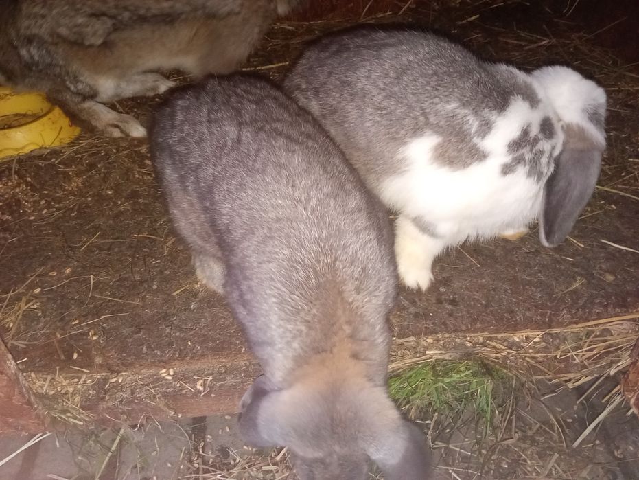 Królik baran francuski