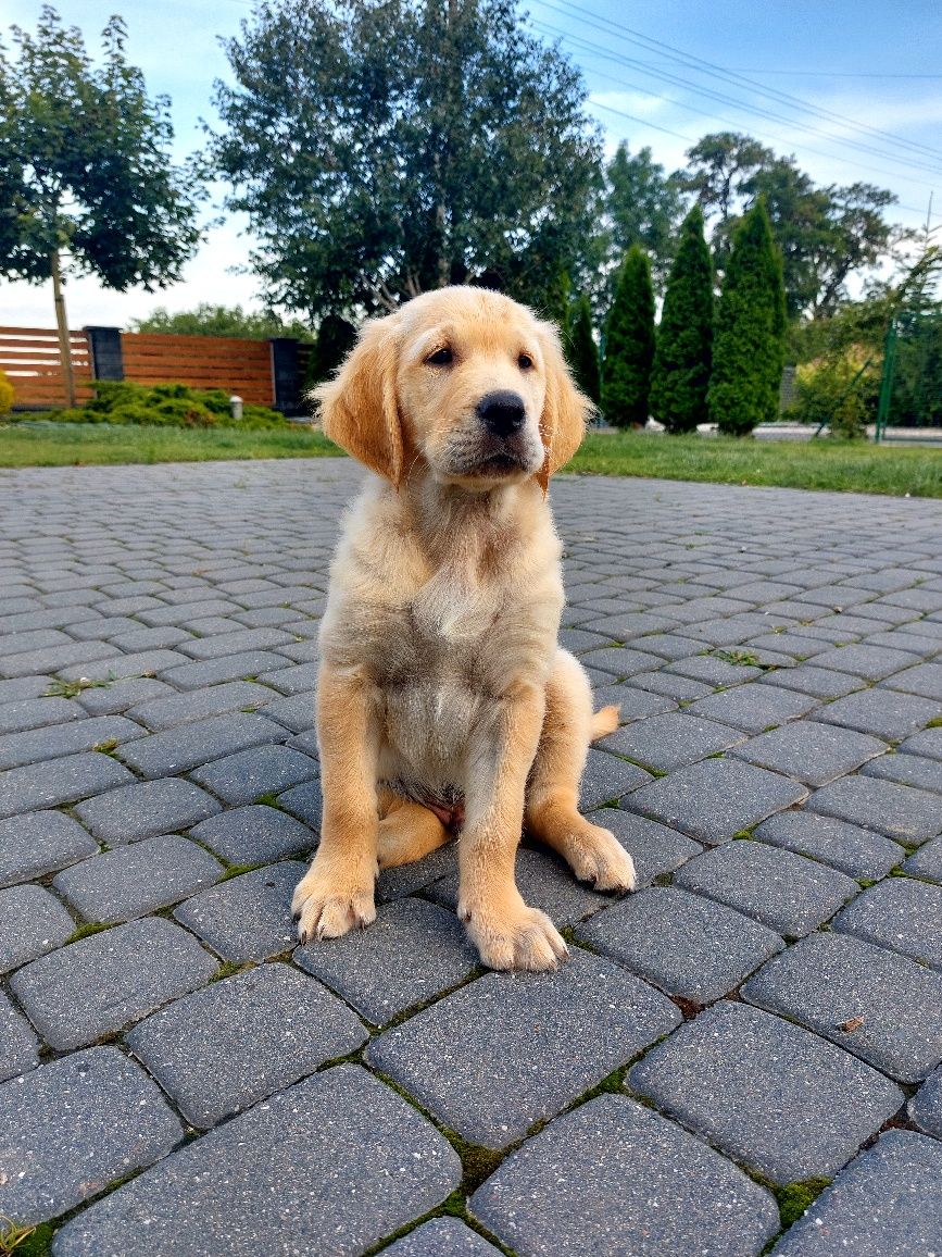 Golden Retriever szczeniak