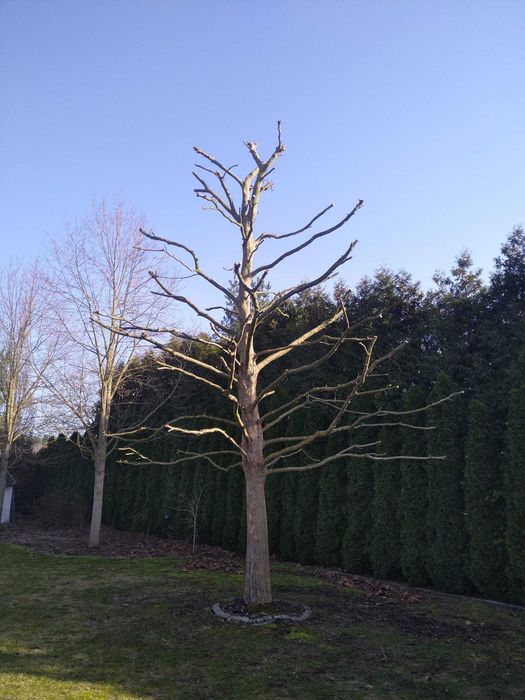 Karczowanie działek, wycinki, usługi rębakiem, porządkowanie działek