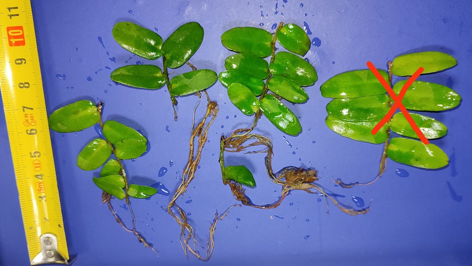 Marcgravia sintenisinni rzadkie pnącze tropikalne terrarium paludarium