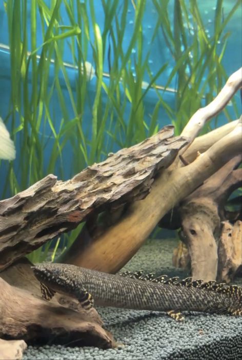 Поліптерус Оргатіпініс / Polypterus ornatipinnis