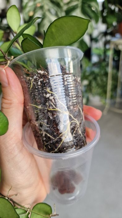 Продам Хойя Нуна пинк Hoya Noona pink