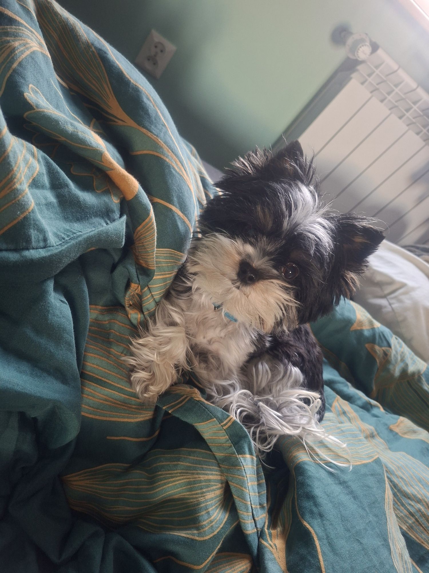 Reproduktor Yorkshire terrier biewer