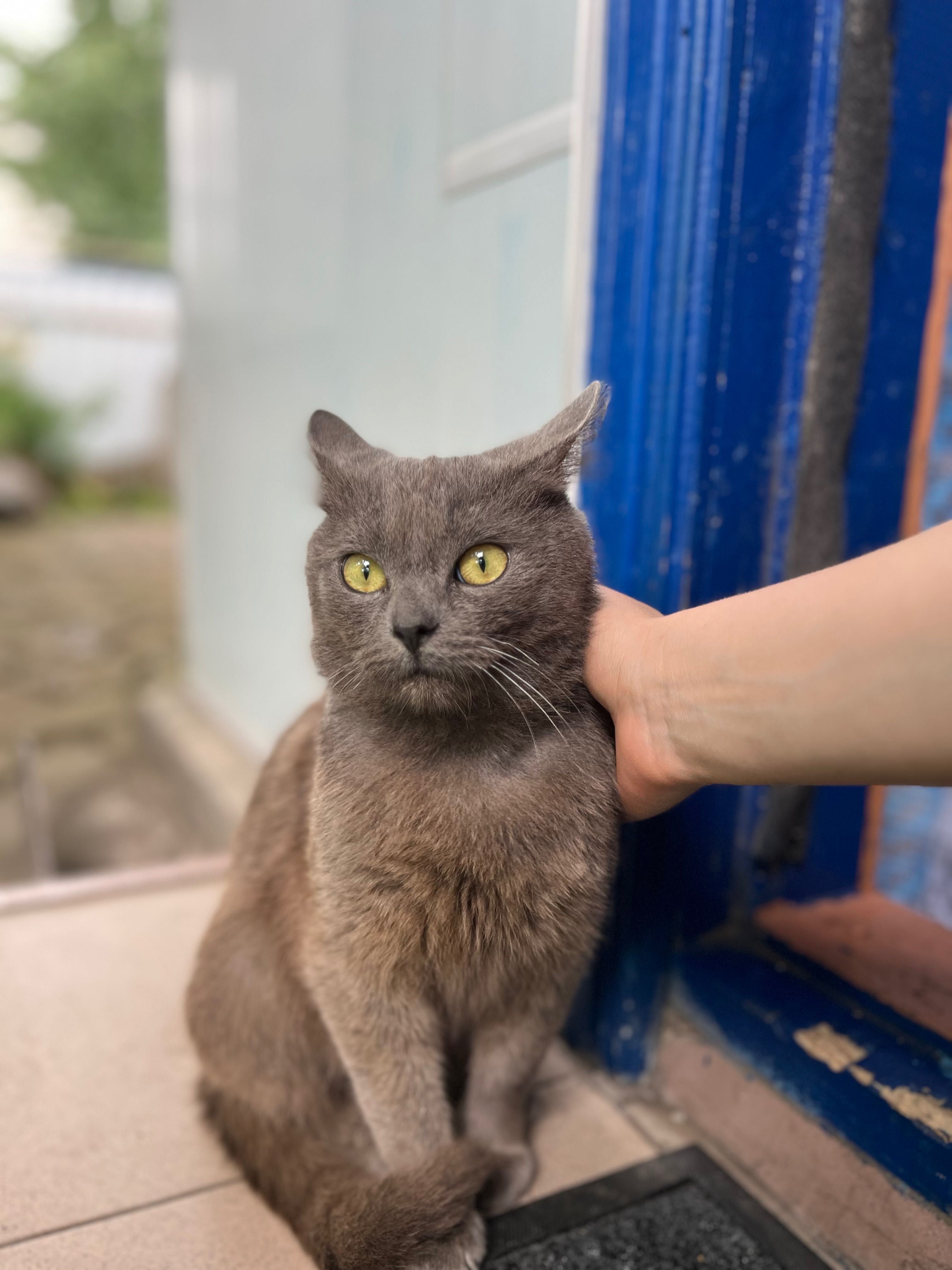 Котик в добрі руки