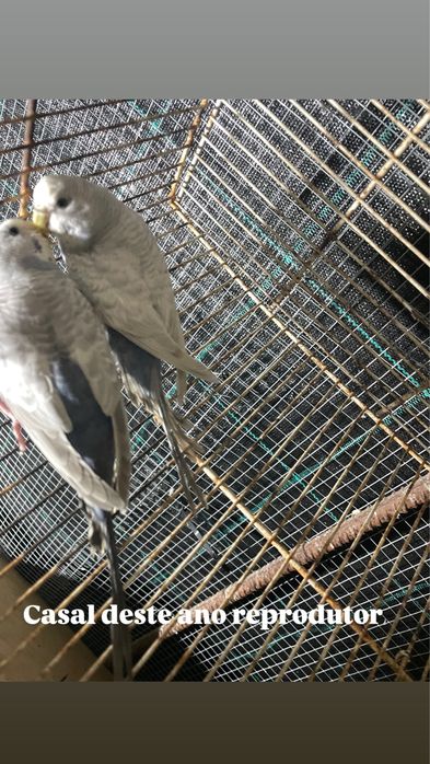 Piriquitos para ceder