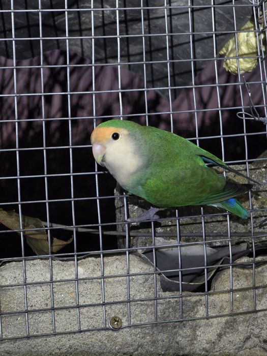 Roseicollis para venda