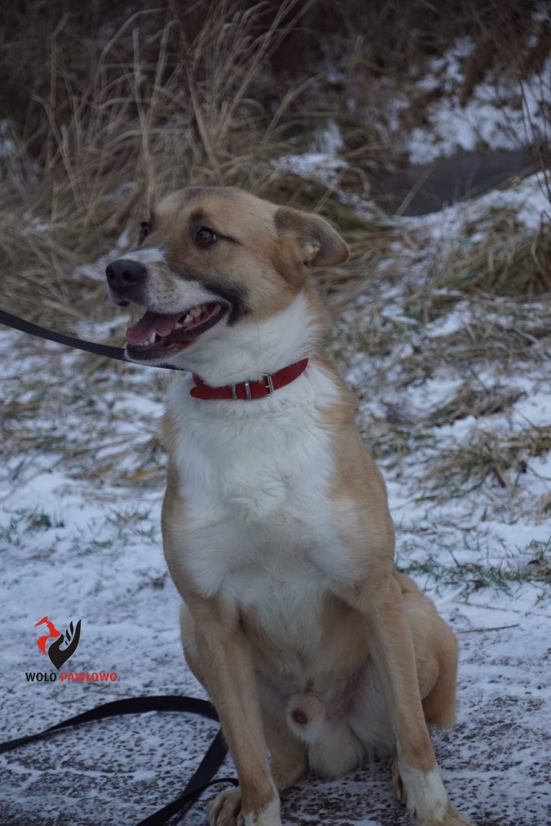 Pies temperament Border Collie za darmo