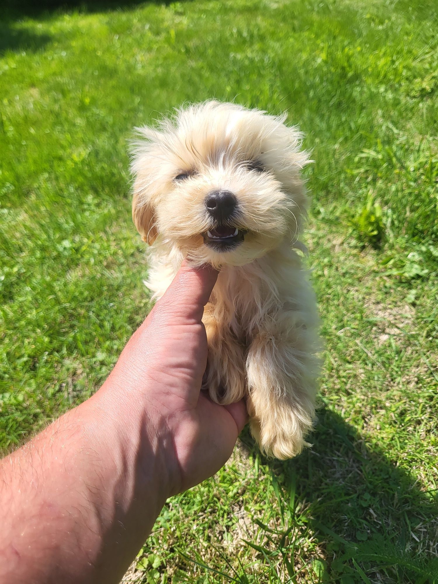Chłopczyk Maltipoo
