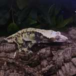 Gekon orzęsiony harlequin