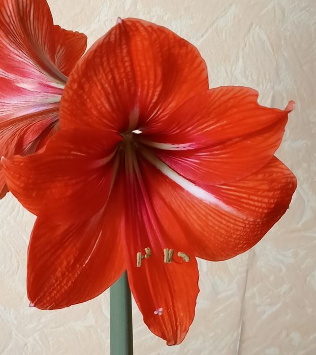 Гиппеаструм , детка