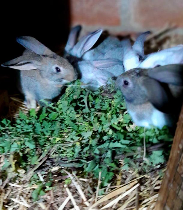 coelhos caseiros jovens