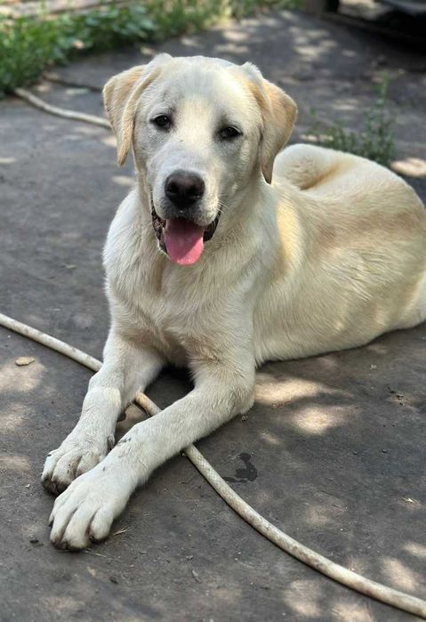 Piękna sunia jak labrador