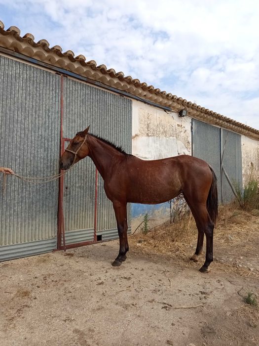 Poltra de 30 meses pelagem rara