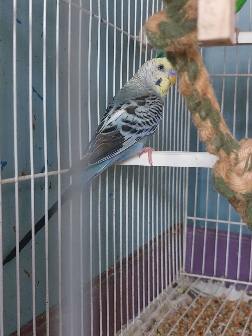 Periquito Australiano macho