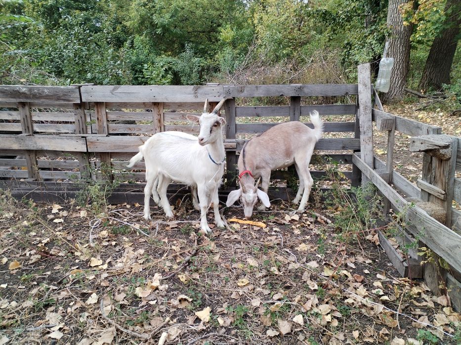 Кози, молоді кізочки