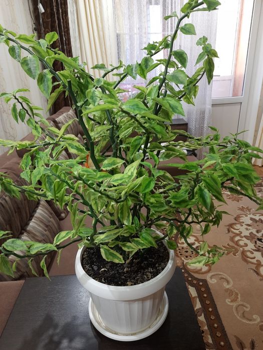 Педилантус   кімнатна рослина