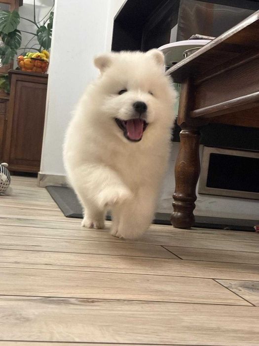 Samoyed / Samojed - szczenię ZKwP / FCI