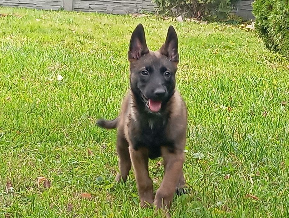 Sprzedam Owczarka Belgijskiego Malinois