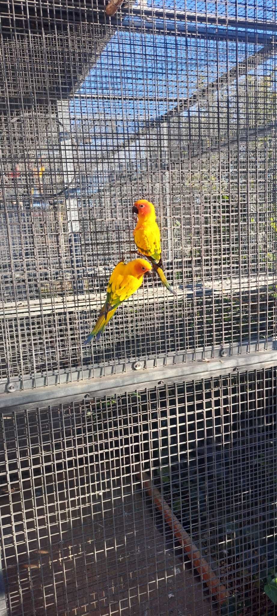 Aratingas Sol (Aratinga solstitialis)