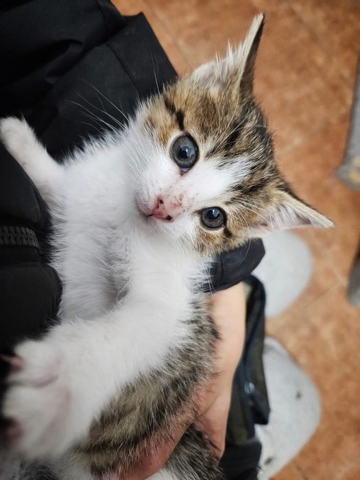 Kochana, 2-miesięczna i wesoła Summer szuka odpowiedzialnego domu!