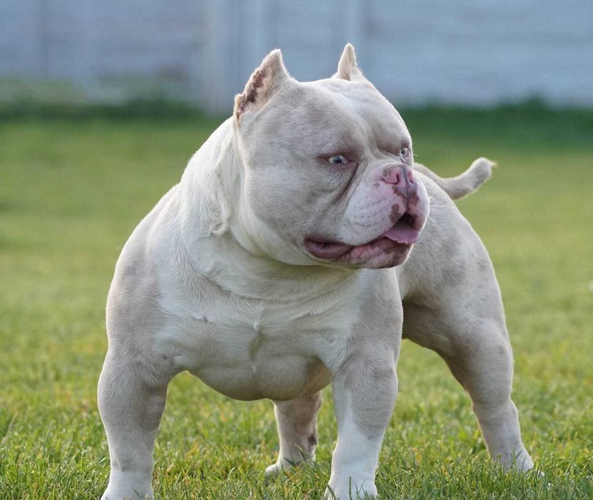 American Bully Pocket  ABKC wnuk Kimbo!