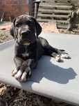 Dogue Alemao Preto de Arlequim