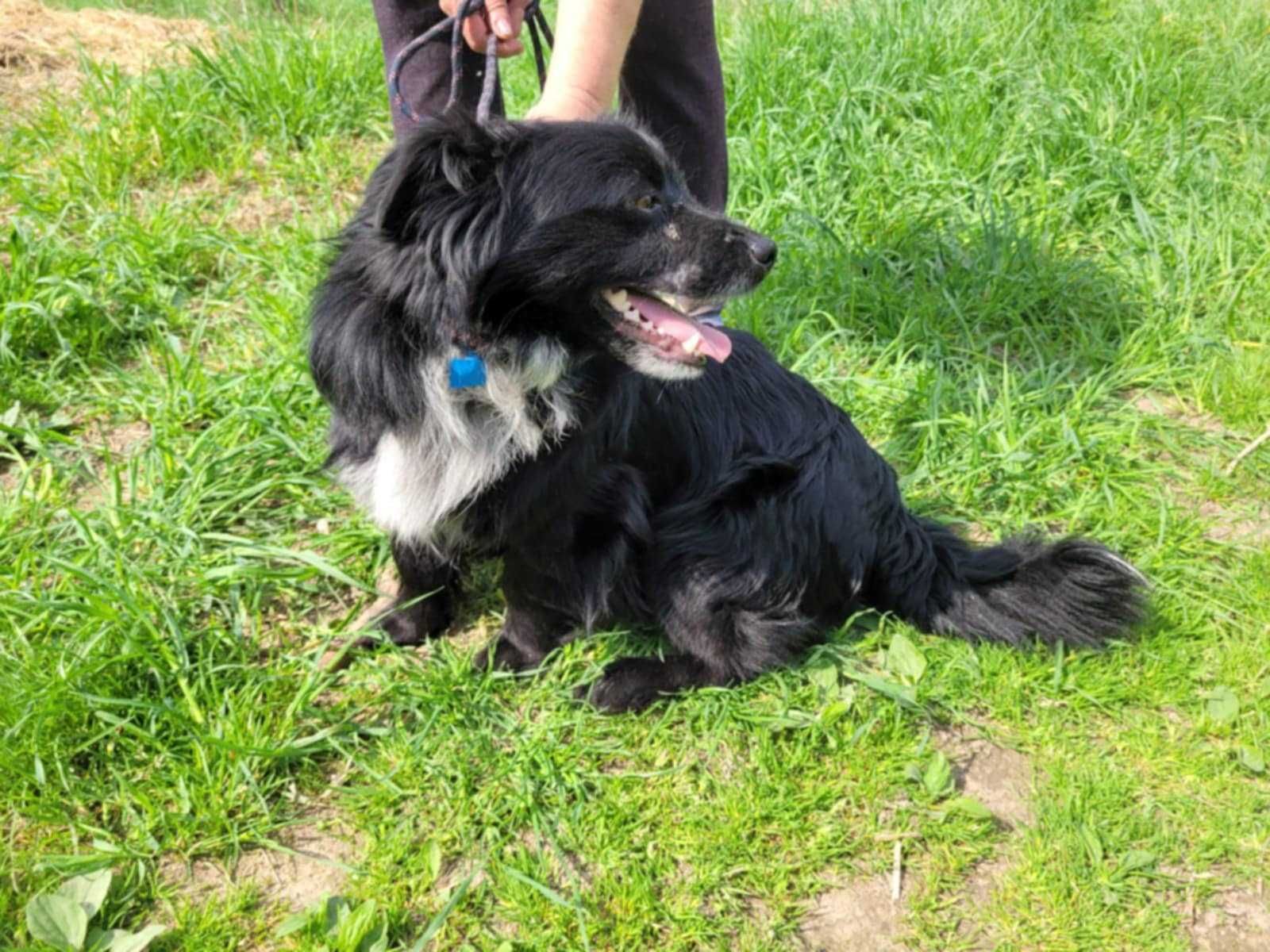 Mały, kochający człowieka KUBUŚ szuka domu !! Do adopcji !!