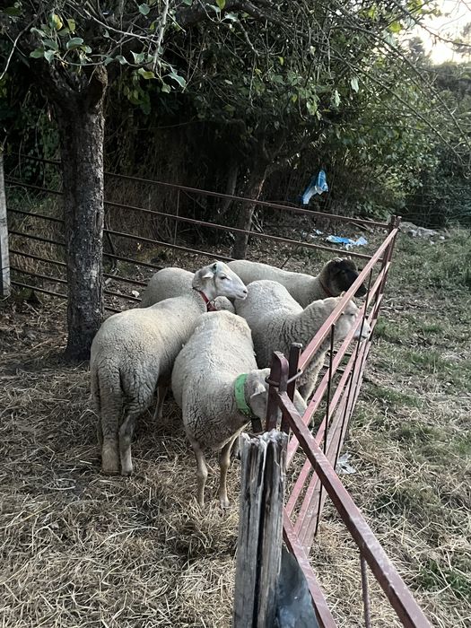 3 borregas para venda