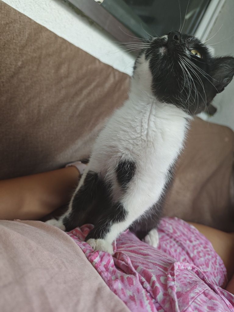 Kotek do oddania