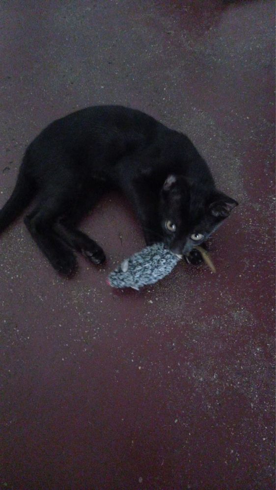 Gatinho bebé macho para adoção