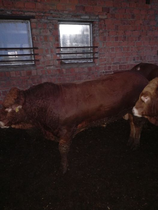 Byki, buhaj limousine