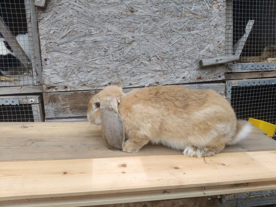 Baran francuski szynszylowym