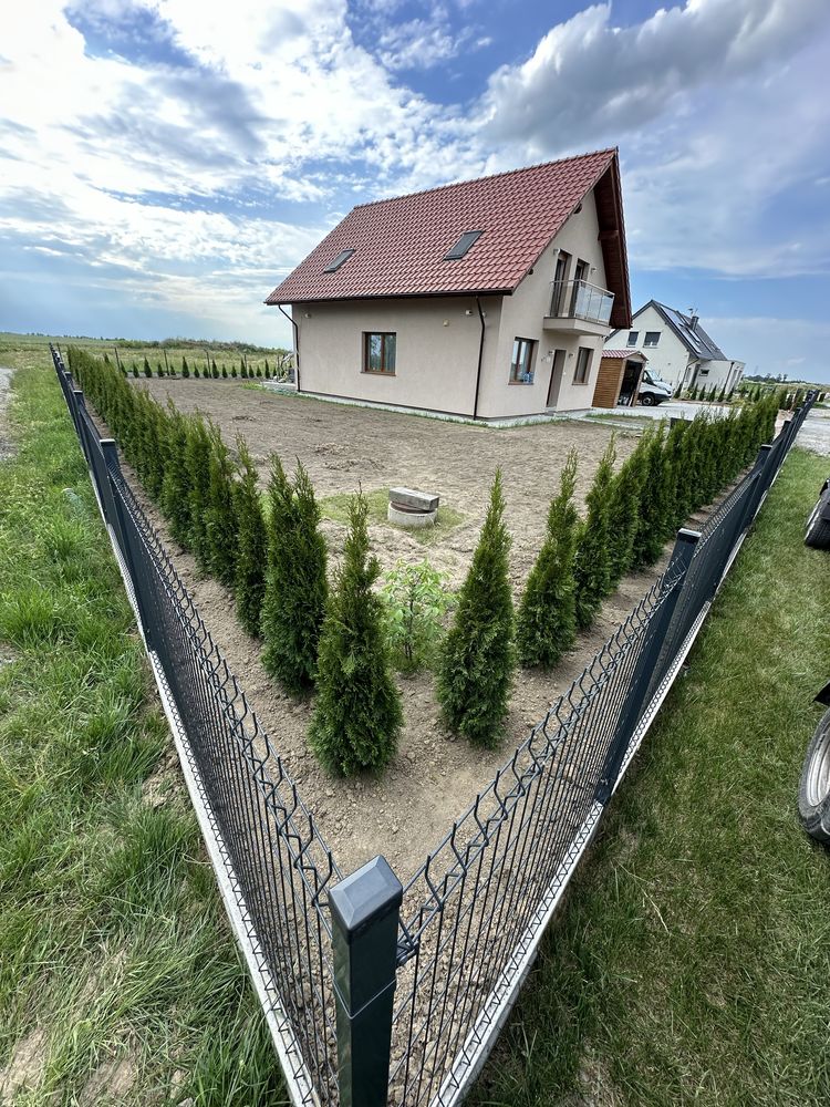 Tuja szmaragd żywopłot transport